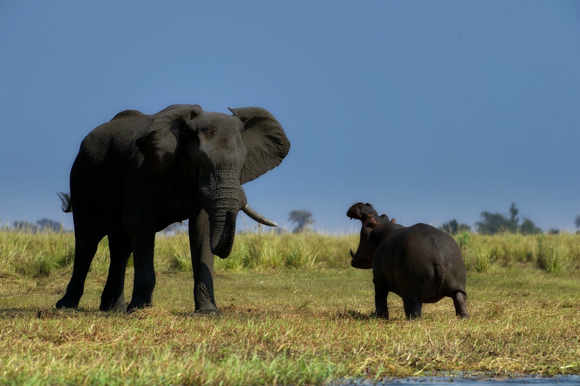 Foto de um elefante e um hipopótamo em atitude conflituosa