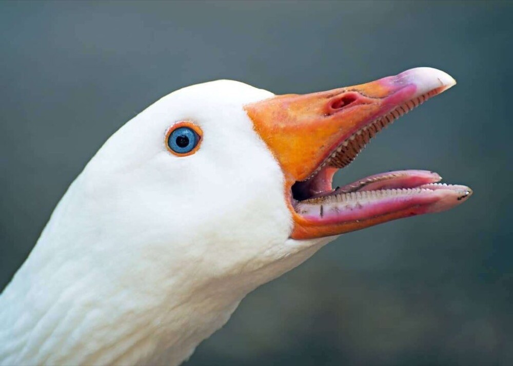 Close de um ganso nada manso