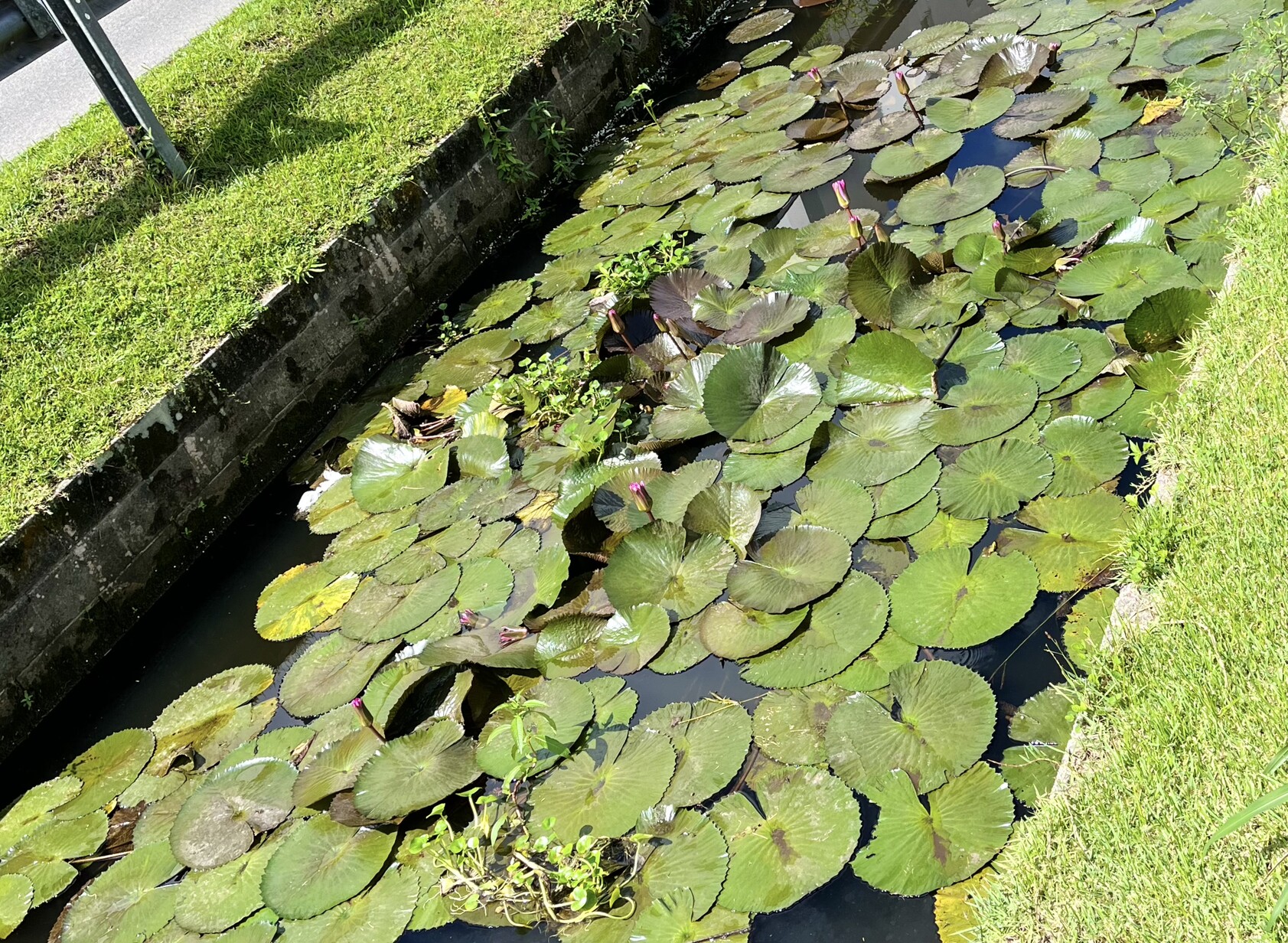 Vitórias-régias e outras plantas aquáticas em foto urbana