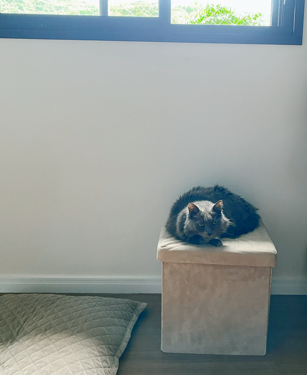 Foto de um gato cinza descansando sob a janela de casa