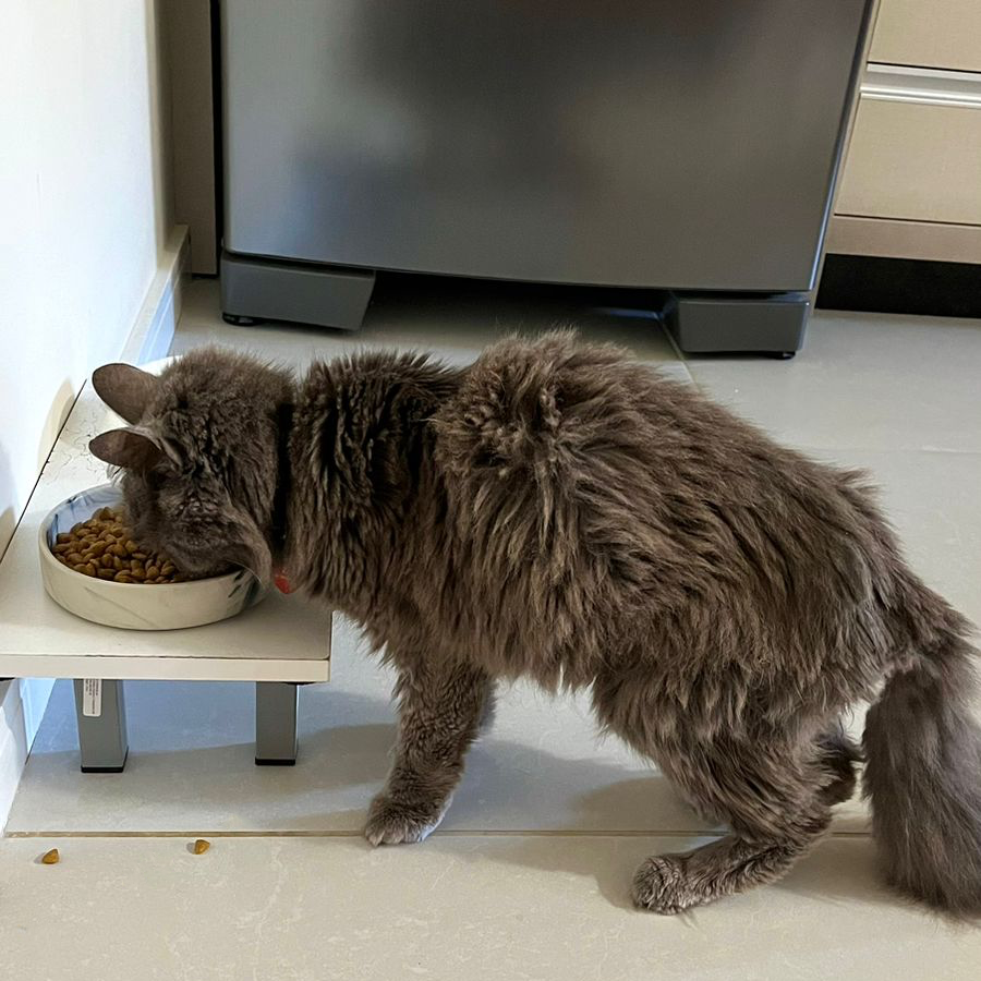 Foto de gato cinza comendo ração