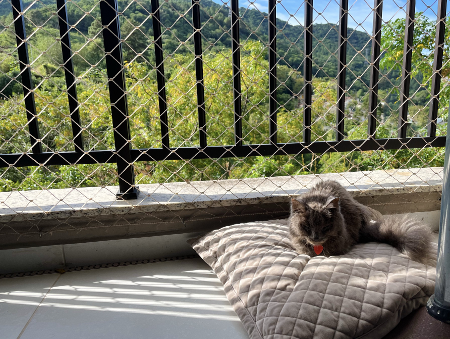 Um gato cinza de 18 anos, numa almofada na sacada, sob um sol tímido, com árvores ao fundo