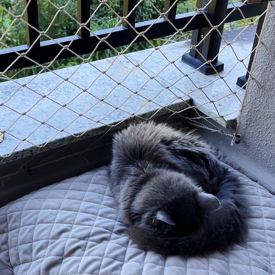 O gato Zi, todo cinza, na almofada cinza, dormindo enrolado como se fosse uma arroba, com a vegetação ao fundo.