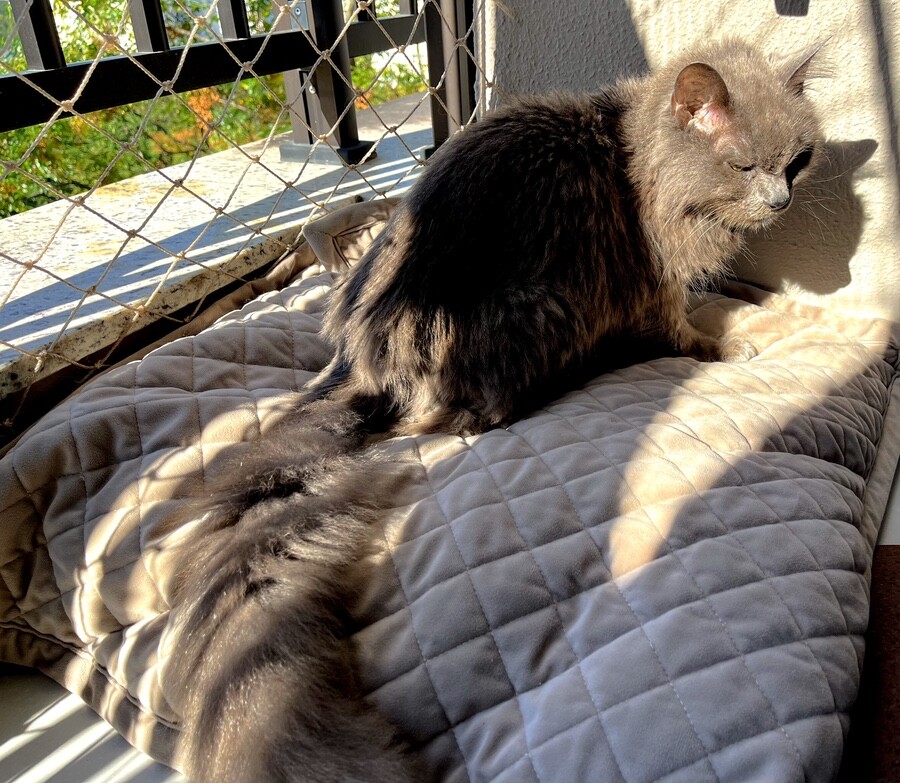 O gato Zi, de 18 anos, cinzento, no sol e formando a sombra da sua face na parede