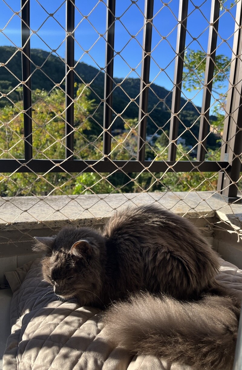 Um gato cinza de 18 anos, numa almofada cinza, ao sol, com o mato e o céu azul ao fundo