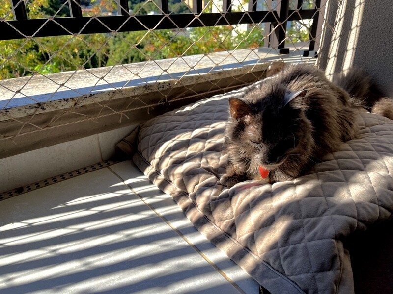O gato Zi, cinza e de medalhinha vermelha, na almofada da sacada, ao sol, com o mato ao fundo