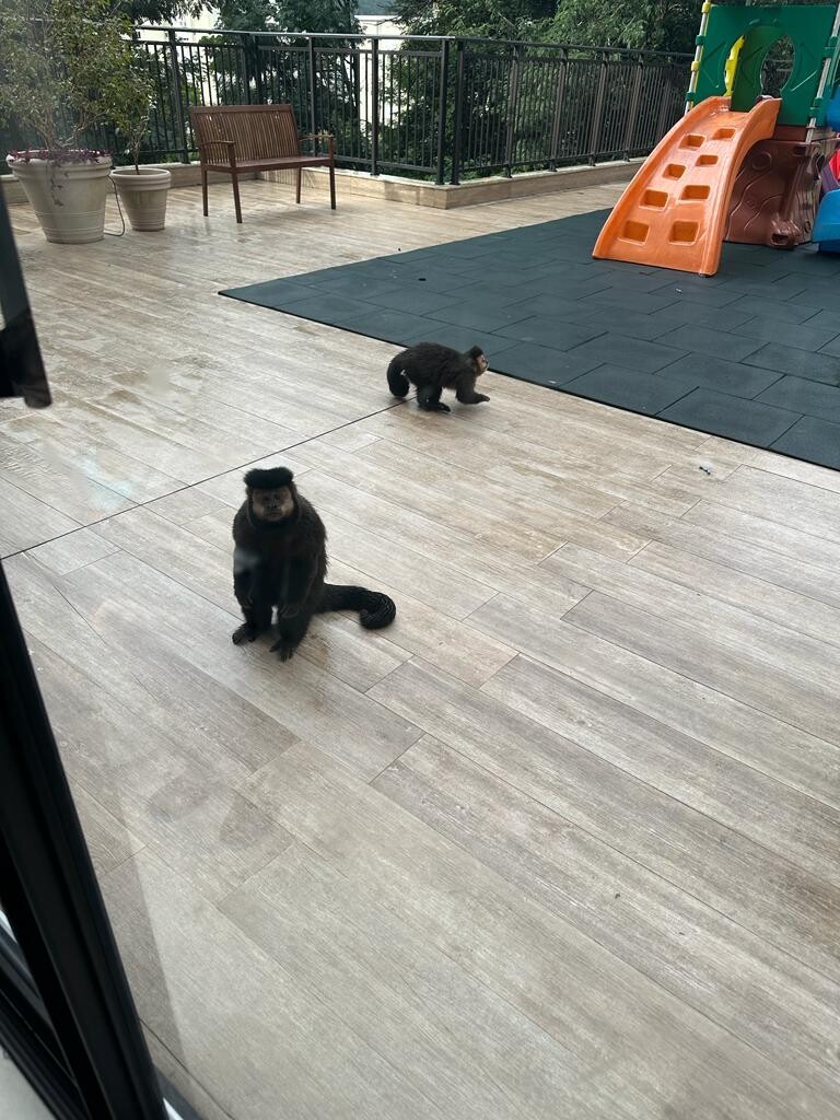 Dois bugios no parquinho do prédio