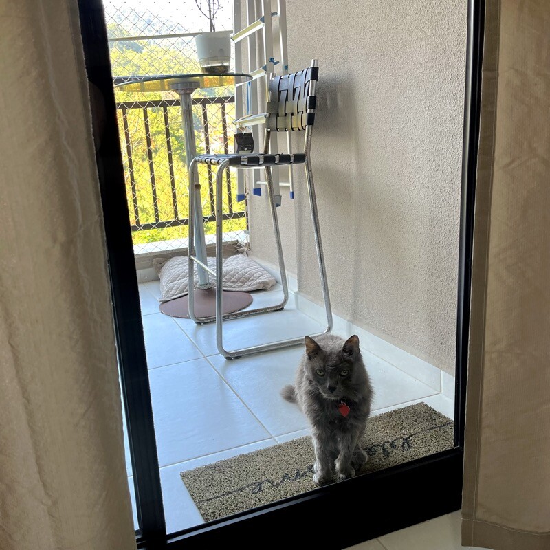 Um gato de 18 anos, na sacada, me observando enquanto trabalho