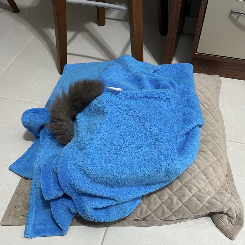 O rabo do gato cinza aparecendo entre as voltas de um cobertor azul