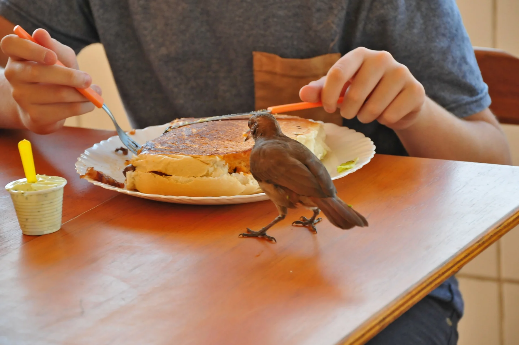 Um pássaro, solto sobre a mesa, observa o final do consumo de um Xis