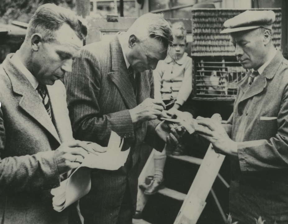 A Brigada Anti-Pombos da Polícia de Amsterdã em ação (Fonte: Banco de Imagens WW2 – NIOD).<br>