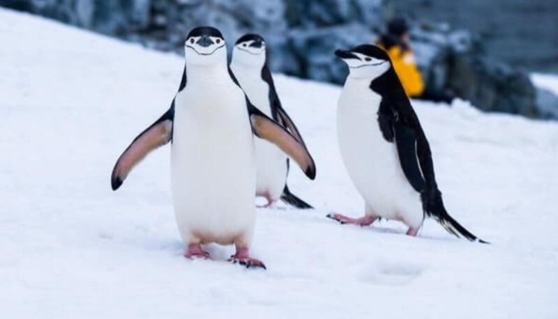 3 pinguins amistosos na neve