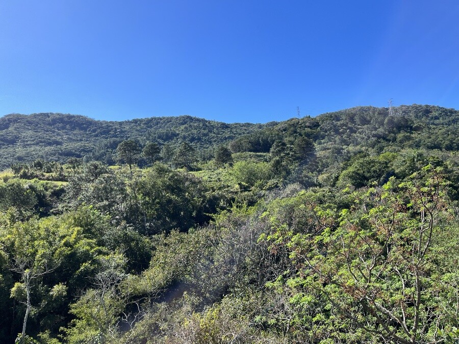 Os 2/3 de baixo da foto mostram o verde de uma área de preservação permanente no Itacorubi e da subida do morro da Lagoa da Conceição, enquanto o 1/3 superior é o céu azul anil