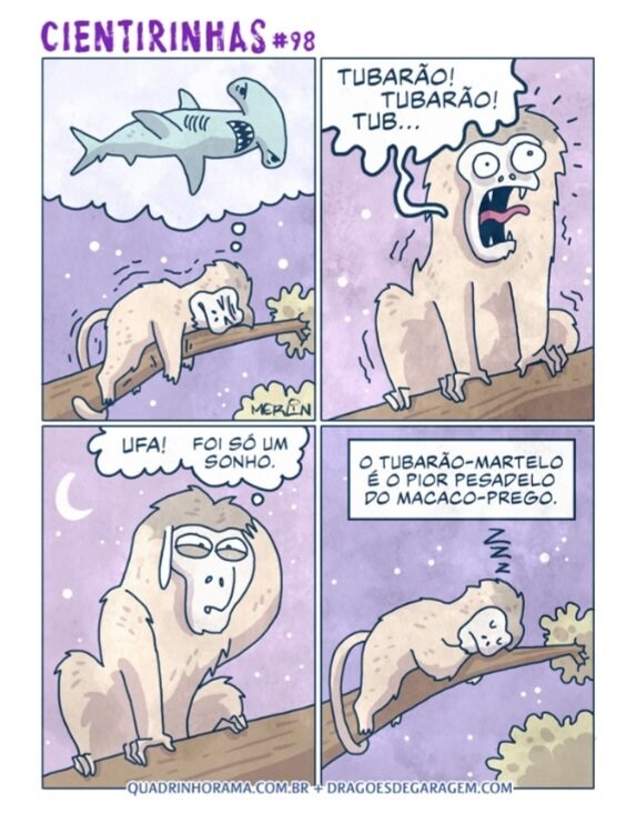 Quadrinhos em 4 cenas. <br><br>1: um mico, trêmulo, dorme pensando na imagem de um tubarão<br><br>2: O mico acorda gritando: TUBARÃO! TUBARÃO! <br><br>3: o mico pensa: Ufa, foi só um snho<br><br>4: O mico volta a dormir. Legenda: O tubarão martelo é o pior pesadelo do macaco-prego<br><br>