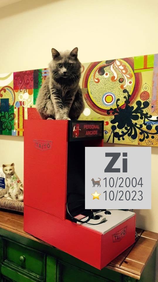 Zi, o gato cinza, olha despreocupado para a câmera enquanto supervisiona uma das nossas mudanças de endereço ao longo dos seus 19 anos