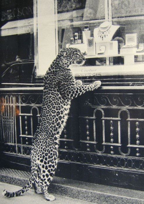 Felino pintado, em pé sobre as patas traseiras e apoiado num gradil, observa uma vitrine de jóias da Cartier