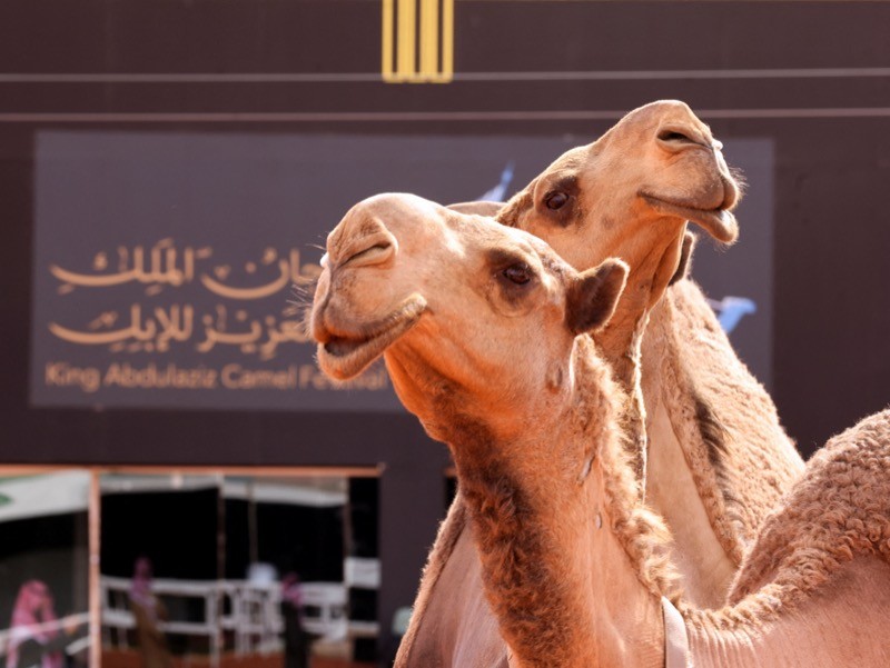 Camelos fotografados durante o Festival de Camelos Rei Abdulaziz em Ar Rumahiyah, ao norte de Riad, Arábia Saudita, 23 de dezembro de 2021.<br>