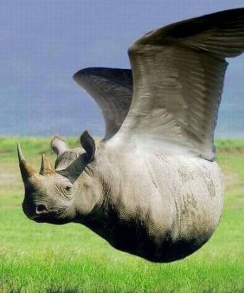 Montagem fotográfica representando um rinoceronte voador 💸