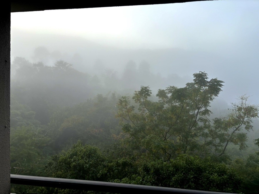 Foto a partir da minha sacada mostrando a mata coberta por névoa, com os morros ao fundo praticamente indistinguíveis