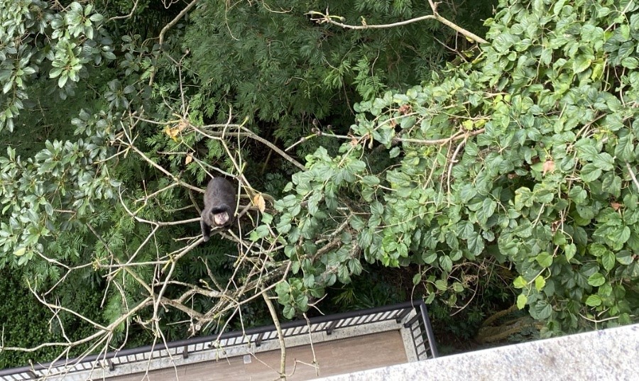Um bugio em meio às copas das árvores, olhando para a câmera, a um metro da sacada de baixo