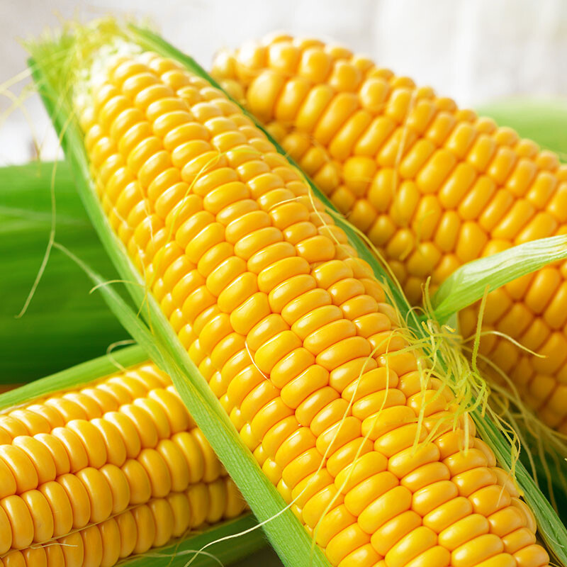 3 grandes espigas de milho