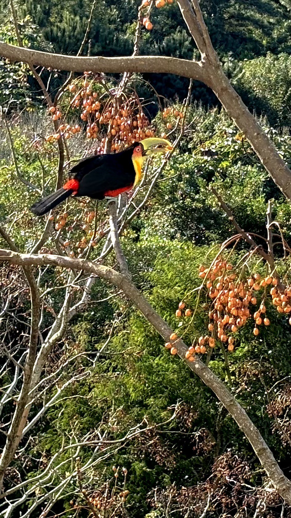 Uma araçari, prima dos tucanos, pousada em uma árvore repleta de frutos