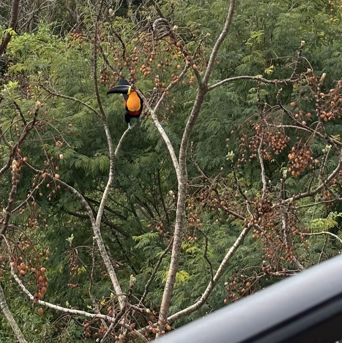 Uma araçari, semelhante ao tucano, com peito amarelo e posando com seu bico de perfil para a foto, pousada em uma árvore próxima