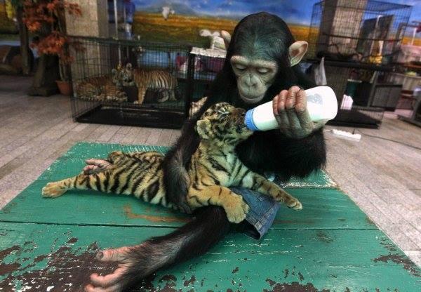Um bebê chimpanzé alimentando, com uma mamadeira, um bebê tigre, num ambiente veterinário