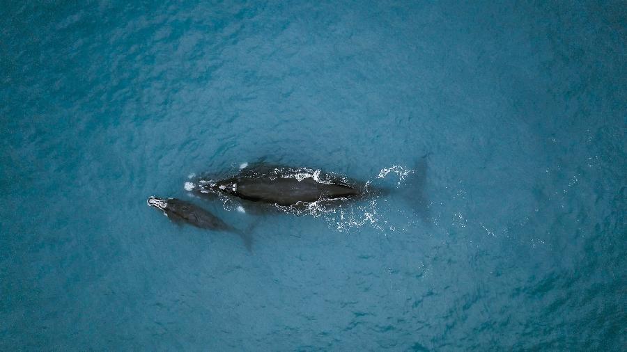 Baleia-franca com filhote, foto aérea tirada em 2022 em águas brasileiras